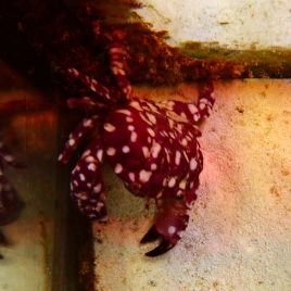 Zosimus maculatus 4-5 cm