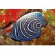 Pomacanthus Imperator juvenile : 5-7 cm  67,50 €