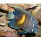 Pomacanthus Maculosus juvenile 2-3 cm (élevage)