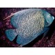 Pomacanthus Paru adulte : 14 à 17 cm  