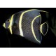 Pomacanthus Paru juvenile : 7 à 10 cm  