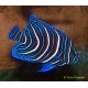 Pomacanthus Semicirculatus juvenile : 4 à 7 cm  43,50 €