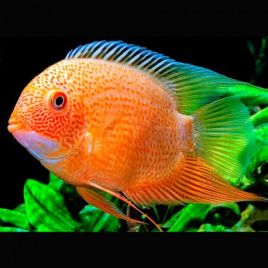 Heros Severum Red Spotted 4-6cm  28,50 €