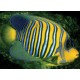 Pygoplites Diacanthus Océan Indien(mer rouge) 8-10 cm