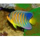 Pygoplites Diacanthus Ocean Indien(mer rouge) 10-15 cm  229,50 €