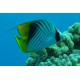 Chaetodon auriga 3-4 cm  37,50 €