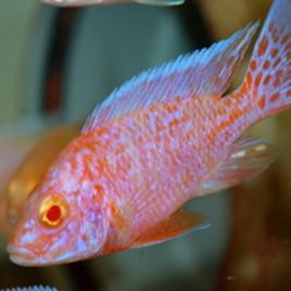 Aulonocara Strawberry Albinos 4-5cm le couple