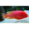 Aulonocara sp. FireFish 5-6cm le couple