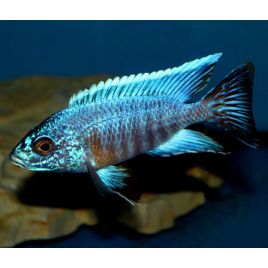 Aulonocara Turkis 7-8 cm le couple