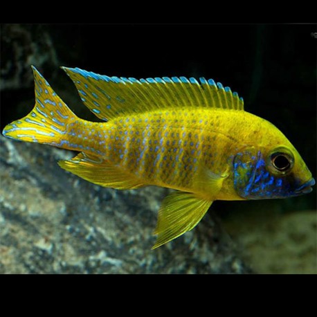 Aulonocara Baenschi le trio (1mâle 9-10cm et 2 femelles) 7-8cm