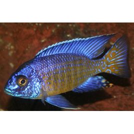 Aulonocara Chilumba 4-5cm le couple