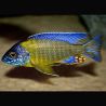 Aulonocara Blue Néon 8-9 cm le couple