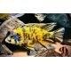 Aulonocara Yellow OB 6-7 cm le couple 