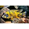 Aulonocara Yellow OB 10-12 cm le couple