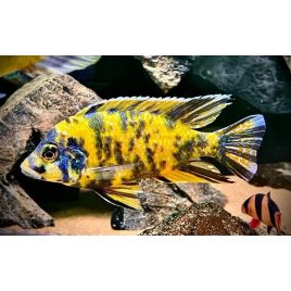 Aulonocara Yellow OB 4-5 cm le couple 