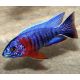 Aulonocara Red Flush 5-6 cm le couple 