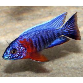 Aulonocara Red Flush 5-6 cm le couple 