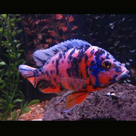 Aulonocara Calico OB 8-10 cm le couple 