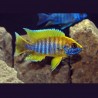 Aulonocara Mamelela 5-6 cm le couple