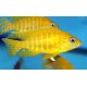 Aulonocara Maleri 5-6 cm le couple