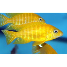 Aulonocara Maleri 8-9 cm le couple