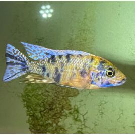 Otopharynx Yellow Blaze 5-6 cm le couple