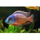 Protomelas taeniolatus boadzulu mâle full color 10cm