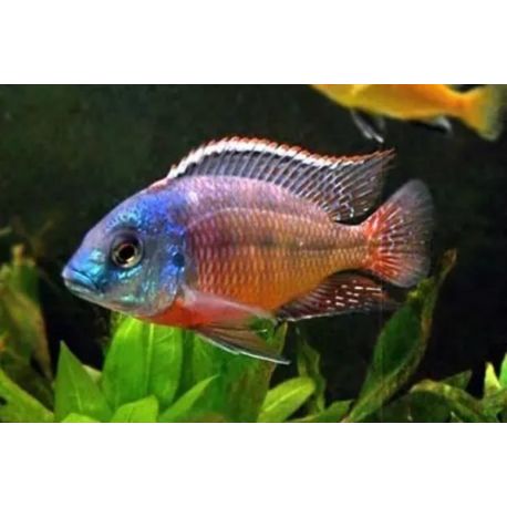 Protomelas taeniolatus boadzulu mâle full color 10cm