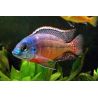 Protomelas Taeniolatus Boadzulu 8-10 cm lot de 2