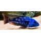 Nimbochromis Fuscotaeniatus 8-9 cm