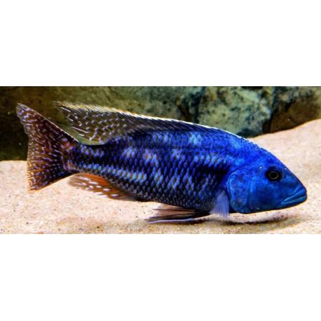 Nimbochromis Fuscotaeniatus 5-6 cm