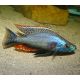 Dimidiochromis Strigatus 5-6 cm