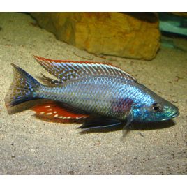 Dimidiochromis Strigatus 5-6 cm