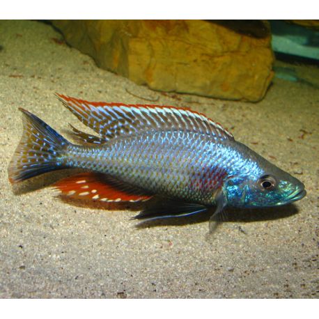Dimidiochromis Strigatus 5-6 cm