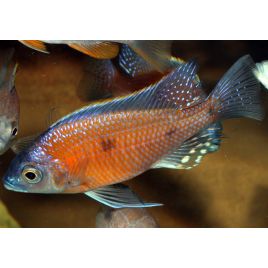 Copadichromis Borleyi M Benji 8-10 cm le couple