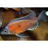 Copadichromis Borleyi M Benji 10-12 cm le couple