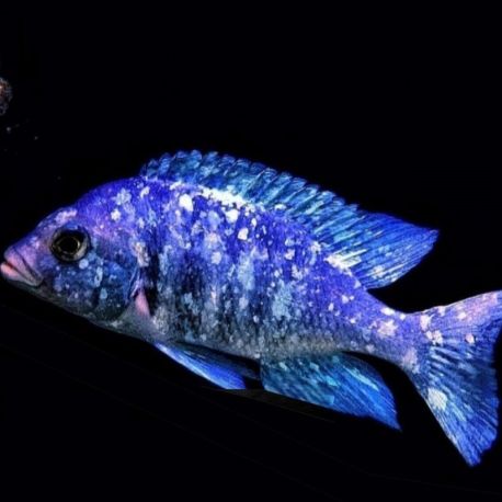 Phenocheilinus tanzania 9-10cm le couple