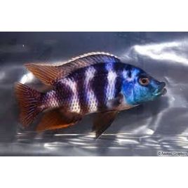 Placidochromis Milomo 8-10 cm lot de 2
