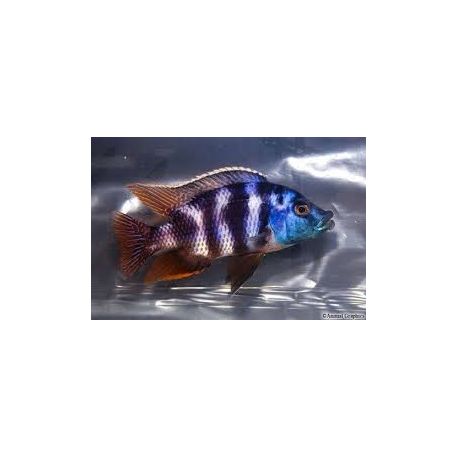 Placidochromis Milomo 8-10 cm lot de 2