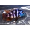 Placidochromis Milomo 8-10 cm lot de 2