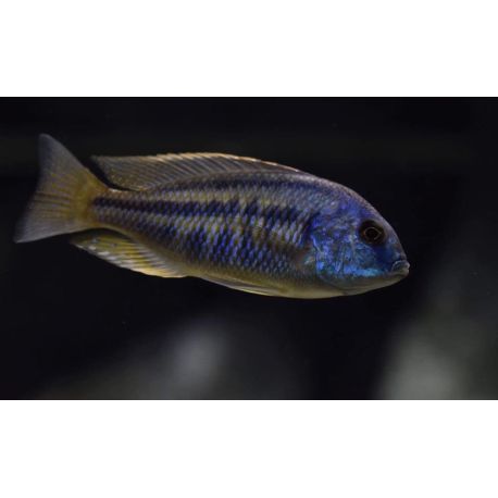 Chilotilapia Rhodaesi 8-9cm lot de 2