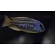 Chilotilapia Rhodaesi 4-5cm lot de 2