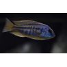 Chilotilapia Rhodaesi 4-5cm lot de 2