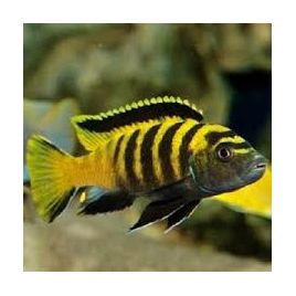 Pseudotropheus Flavus 4-5 cm lot de 2