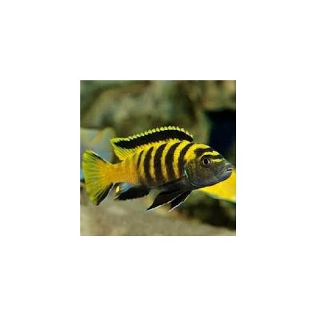 Pseudotropheus Flavus 4-5 cm lot de 2