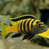 Pseudotropheus Flavus 7-8 cm le couple