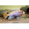 Pseudotropheus Sunset 6-7cm lot de 2