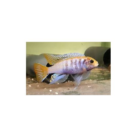 Pseudotropheus Sunset 4-5 cm lot de 2