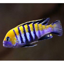 Cynotilapia Afra Cobue le couple 7-8 cm
