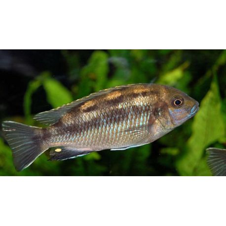 Pseudotropheus Lanisticola 4-5cm lot de 2